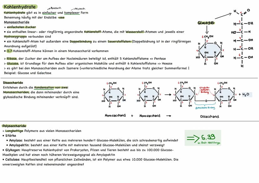 
<p>Der erste Reaktionsschritt findet in einem Multienzym-Komplex statt, der sich an der Inneren Mitochondrienmembran befindet. Dabei wird v