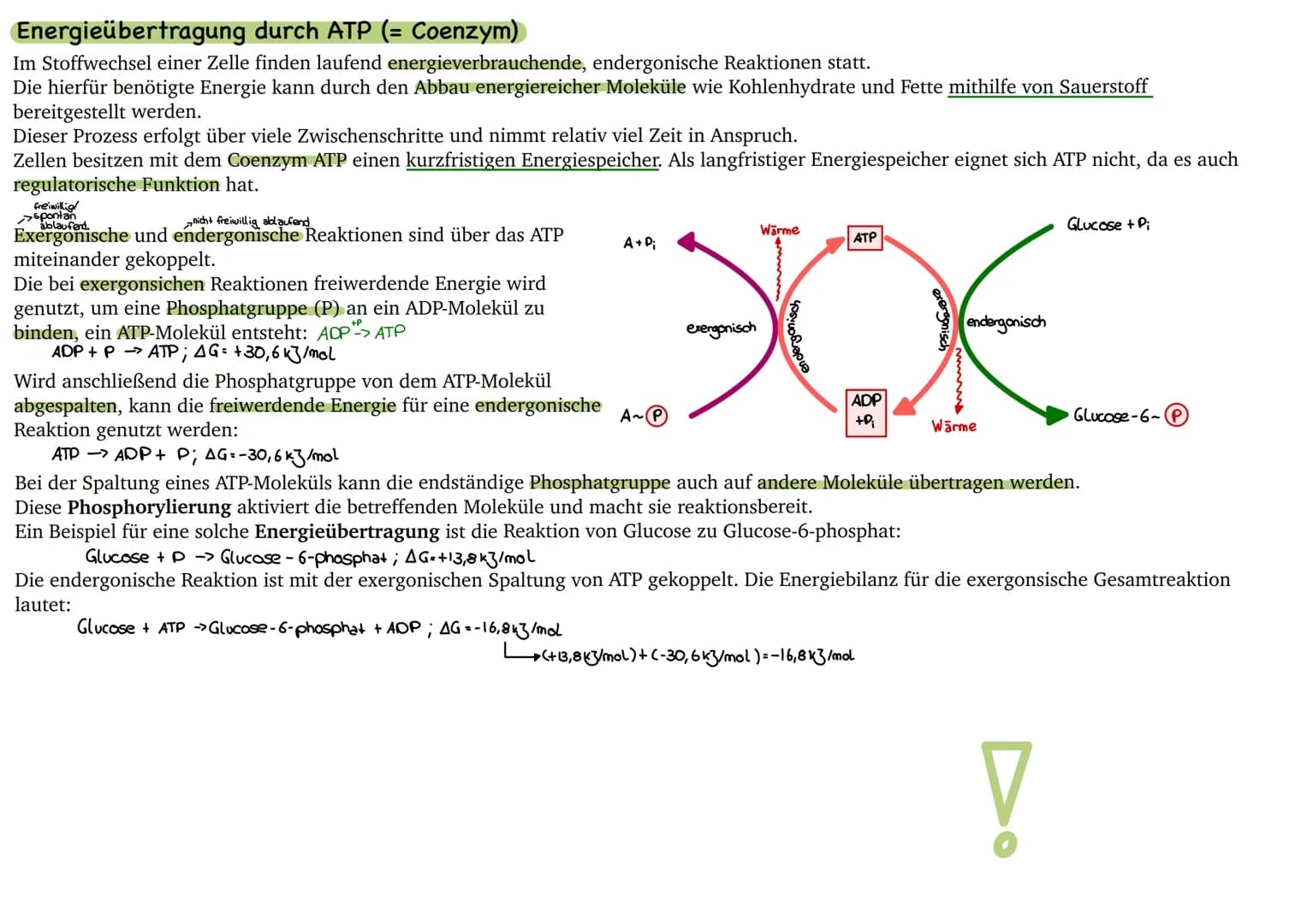 
<p>Der erste Reaktionsschritt findet in einem Multienzym-Komplex statt, der sich an der Inneren Mitochondrienmembran befindet. Dabei wird v