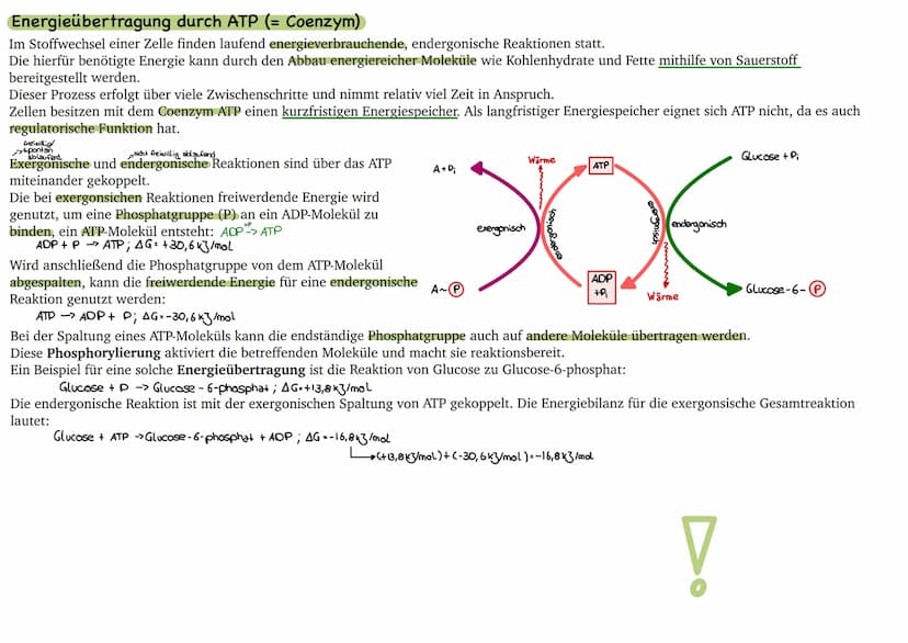 
<p>Der erste Reaktionsschritt findet in einem Multienzym-Komplex statt, der sich an der Inneren Mitochondrienmembran befindet. Dabei wird v