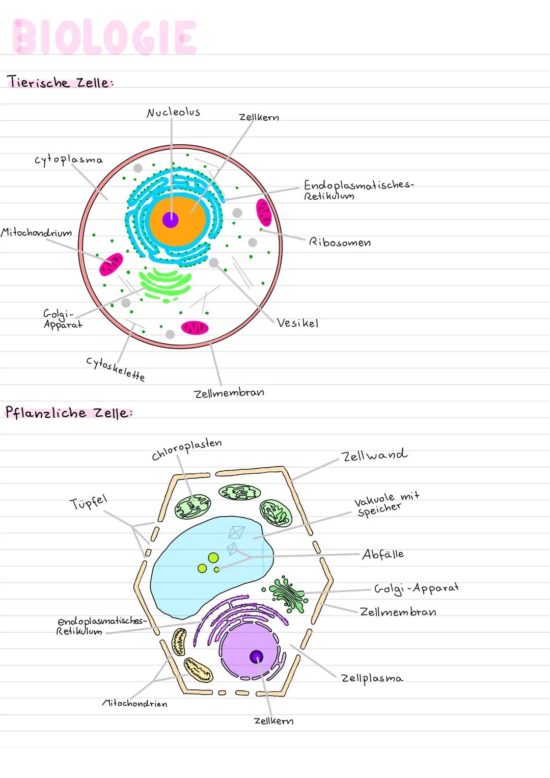 BIOLOGIE
Tierische Zelle:
cytoplasma
Mitochondrium
Golgi-
Apparat
cytoskelette
Pflanzliche Zelle:
Tüpfel
Nucleolus
Retikulum
endoplasmatisch