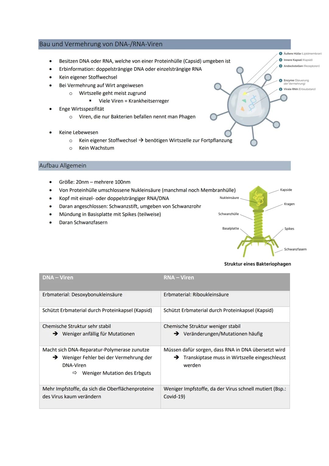 3' 5'
Genetik
Von der DNA zum Protein
Aufbau + Replikation der DNA
Watson - Crick - Modell
●
●
●
DNA → Desoxyribonukleinsäure
●
●
●
DNA-Stru