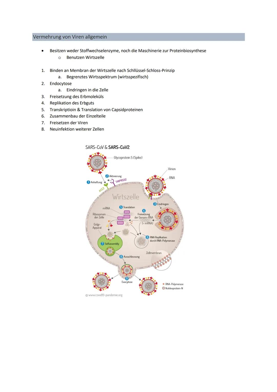 3' 5'
Genetik
Von der DNA zum Protein
Aufbau + Replikation der DNA
Watson - Crick - Modell
●
●
●
DNA → Desoxyribonukleinsäure
●
●
●
DNA-Stru