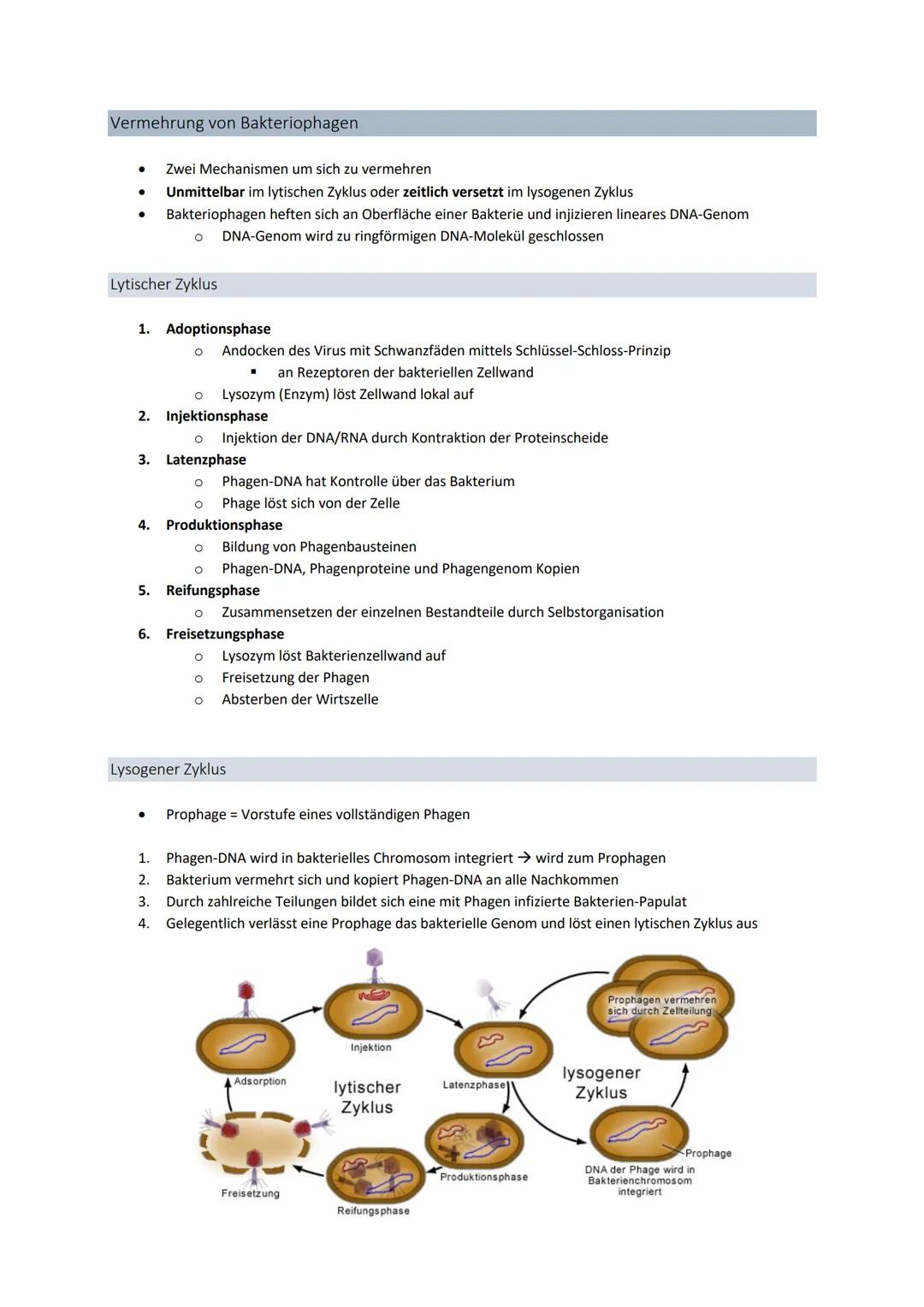 3' 5'
Genetik
Von der DNA zum Protein
Aufbau + Replikation der DNA
Watson - Crick - Modell
●
●
●
DNA → Desoxyribonukleinsäure
●
●
●
DNA-Stru