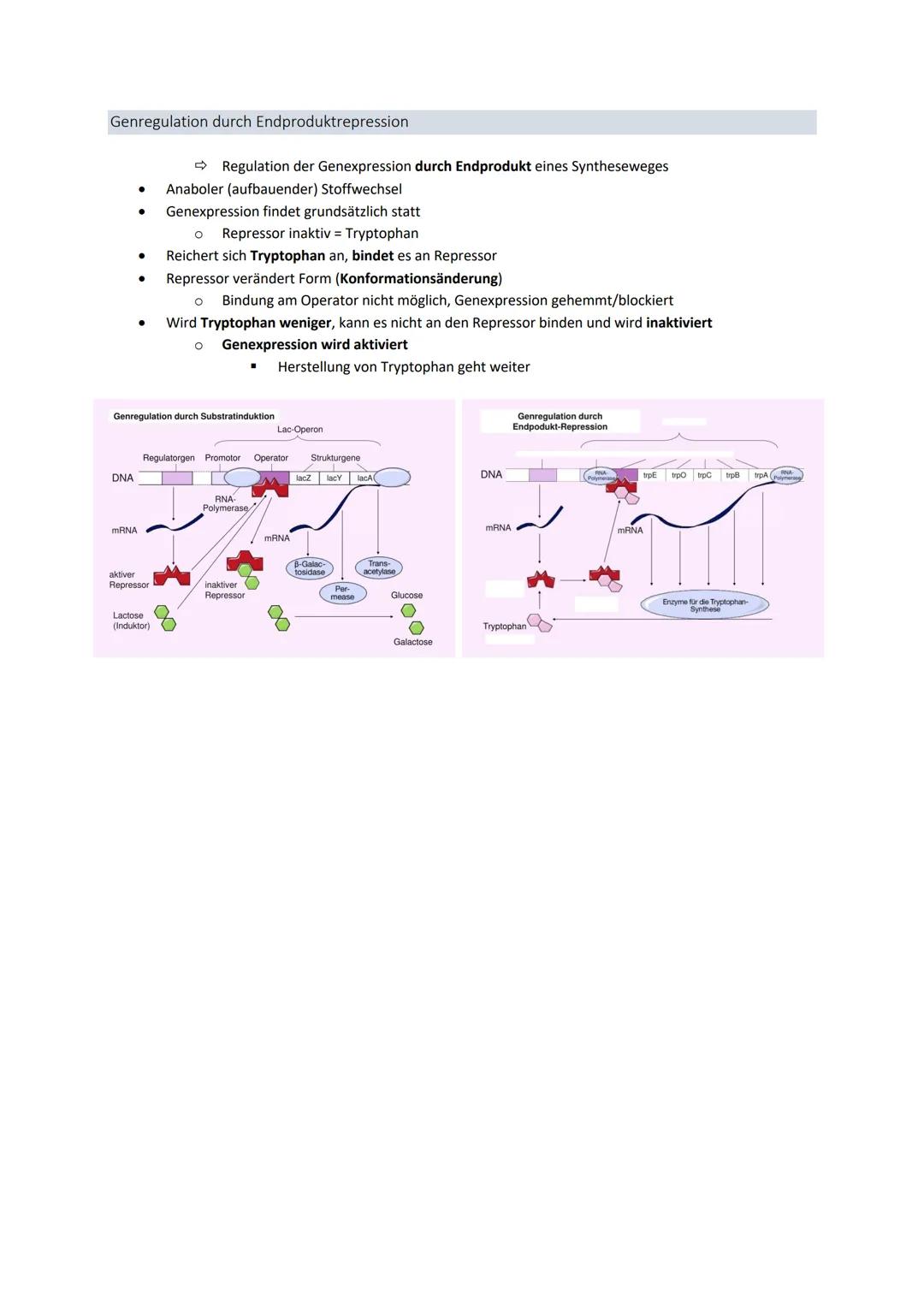 3' 5'
Genetik
Von der DNA zum Protein
Aufbau + Replikation der DNA
Watson - Crick - Modell
●
●
●
DNA → Desoxyribonukleinsäure
●
●
●
DNA-Stru