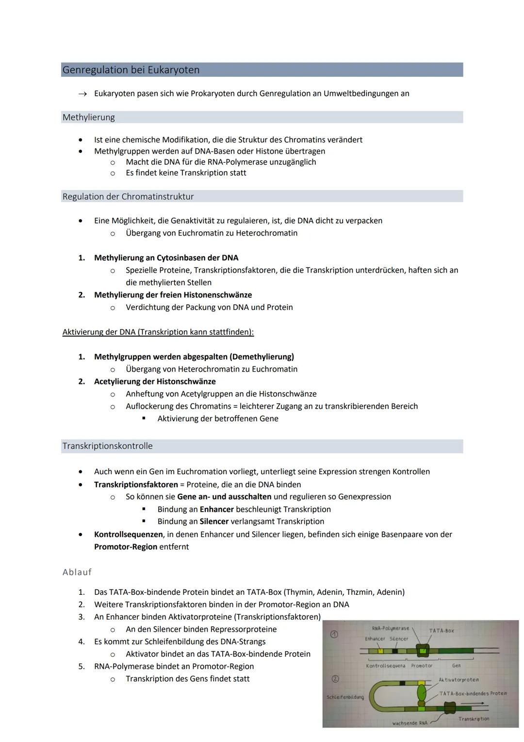 3' 5'
Genetik
Von der DNA zum Protein
Aufbau + Replikation der DNA
Watson - Crick - Modell
●
●
●
DNA → Desoxyribonukleinsäure
●
●
●
DNA-Stru