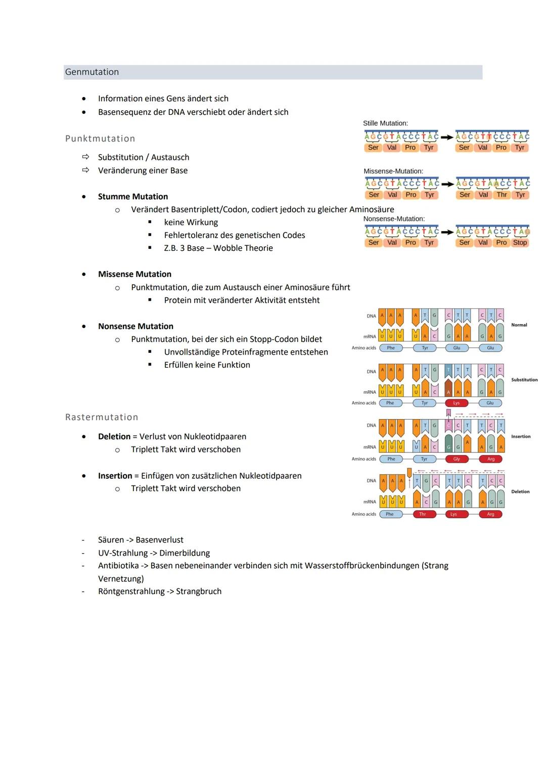 3' 5'
Genetik
Von der DNA zum Protein
Aufbau + Replikation der DNA
Watson - Crick - Modell
●
●
●
DNA → Desoxyribonukleinsäure
●
●
●
DNA-Stru