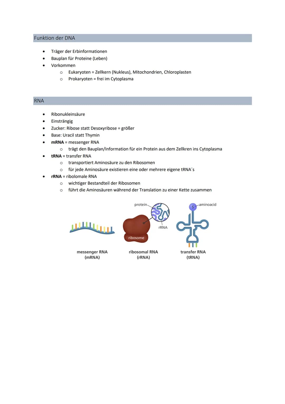 3' 5'
Genetik
Von der DNA zum Protein
Aufbau + Replikation der DNA
Watson - Crick - Modell
●
●
●
DNA → Desoxyribonukleinsäure
●
●
●
DNA-Stru