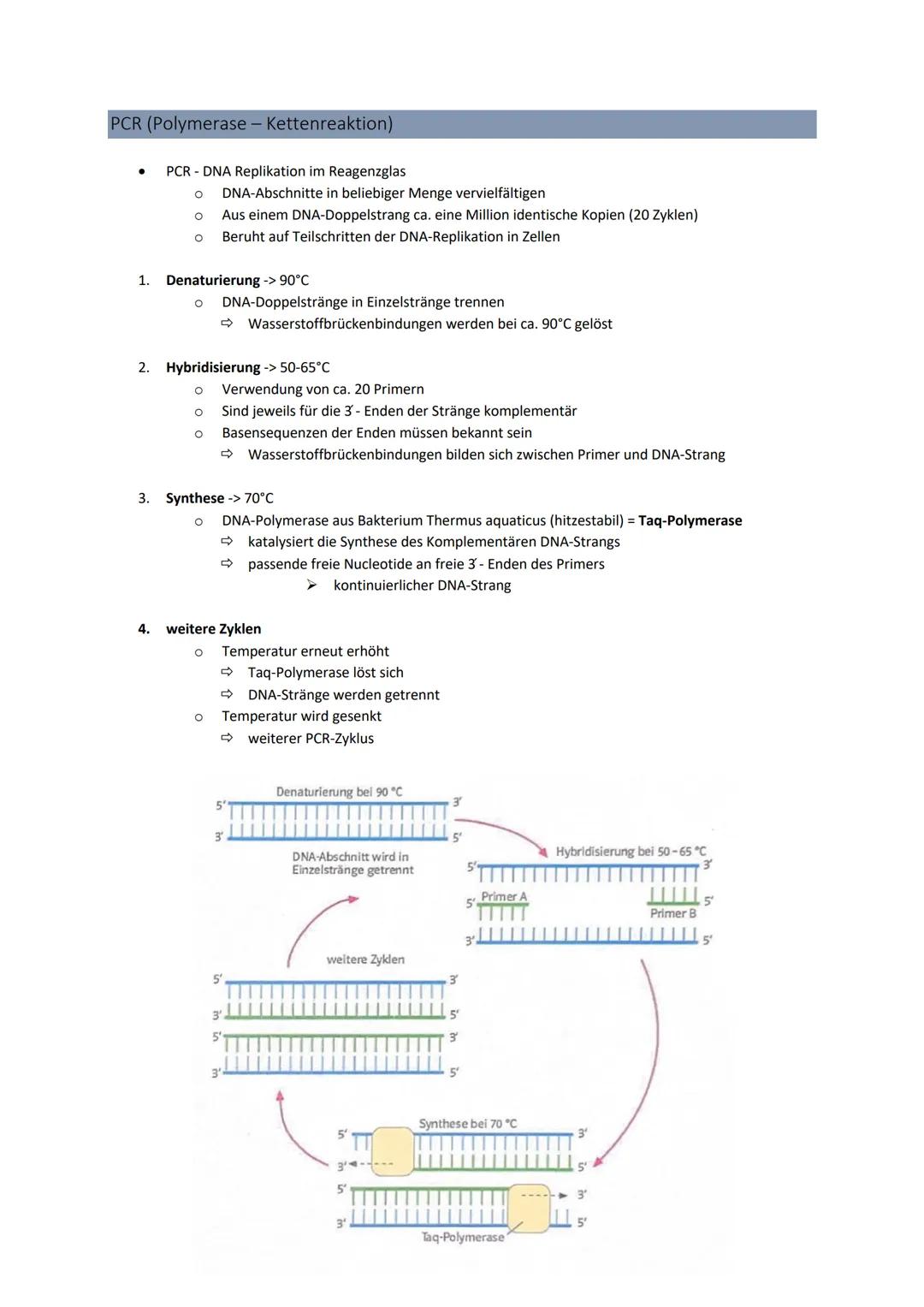 3' 5'
Genetik
Von der DNA zum Protein
Aufbau + Replikation der DNA
Watson - Crick - Modell
●
●
●
DNA → Desoxyribonukleinsäure
●
●
●
DNA-Stru