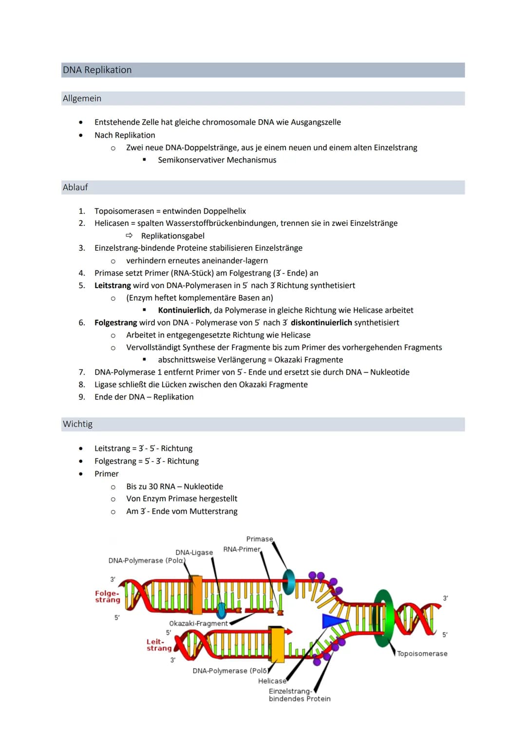 3' 5'
Genetik
Von der DNA zum Protein
Aufbau + Replikation der DNA
Watson - Crick - Modell
●
●
●
DNA → Desoxyribonukleinsäure
●
●
●
DNA-Stru