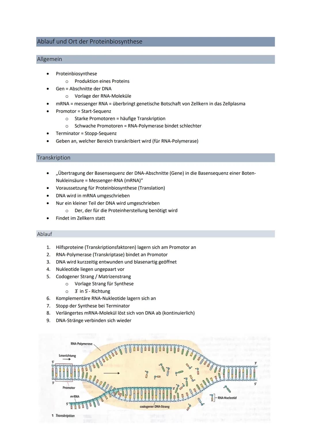 3' 5'
Genetik
Von der DNA zum Protein
Aufbau + Replikation der DNA
Watson - Crick - Modell
●
●
●
DNA → Desoxyribonukleinsäure
●
●
●
DNA-Stru