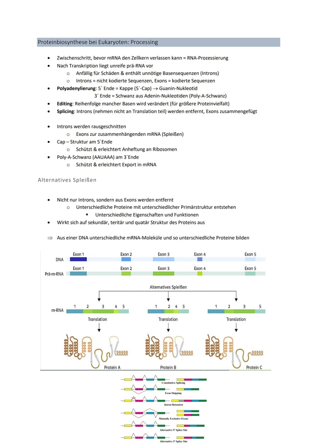 3' 5'
Genetik
Von der DNA zum Protein
Aufbau + Replikation der DNA
Watson - Crick - Modell
●
●
●
DNA → Desoxyribonukleinsäure
●
●
●
DNA-Stru