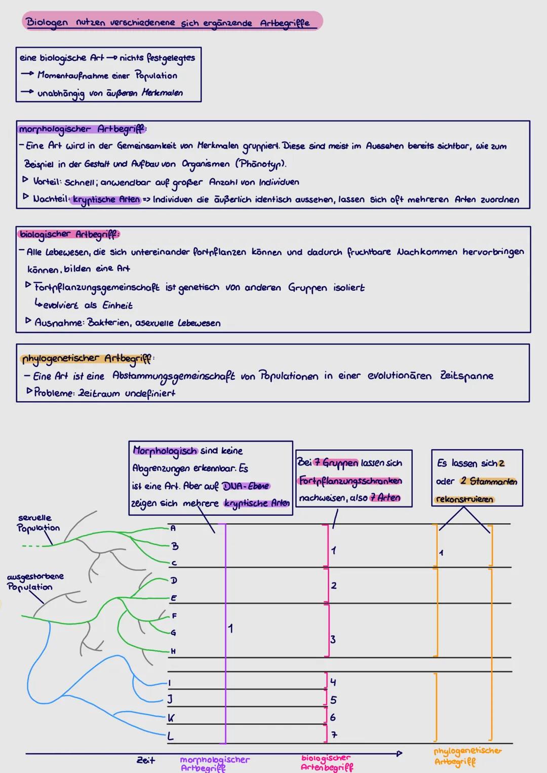 Biologen nutzen verschiedenene sich ergänzende Artbegriffe

eine biologische Art nichts festgelegtes
- Momentaufnahme einer Population
- una