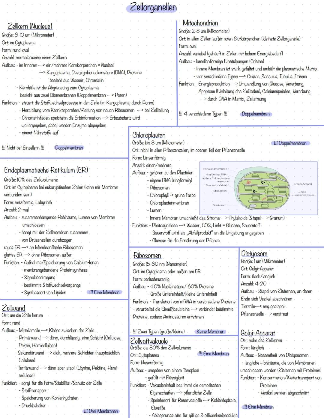 Alles über Zellkern, Endoplasmatisches Retikulum und Mitochondrien für Kinder