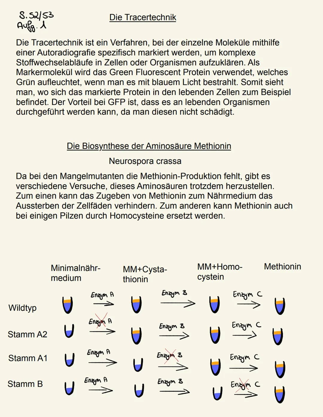 Mangelmutanten brauchen bestimmte Aminosäuren, damit sie wachsen können.
Wenn dem Nährmedium Ornithin oder Citrullin zugegeben wird, wächst 