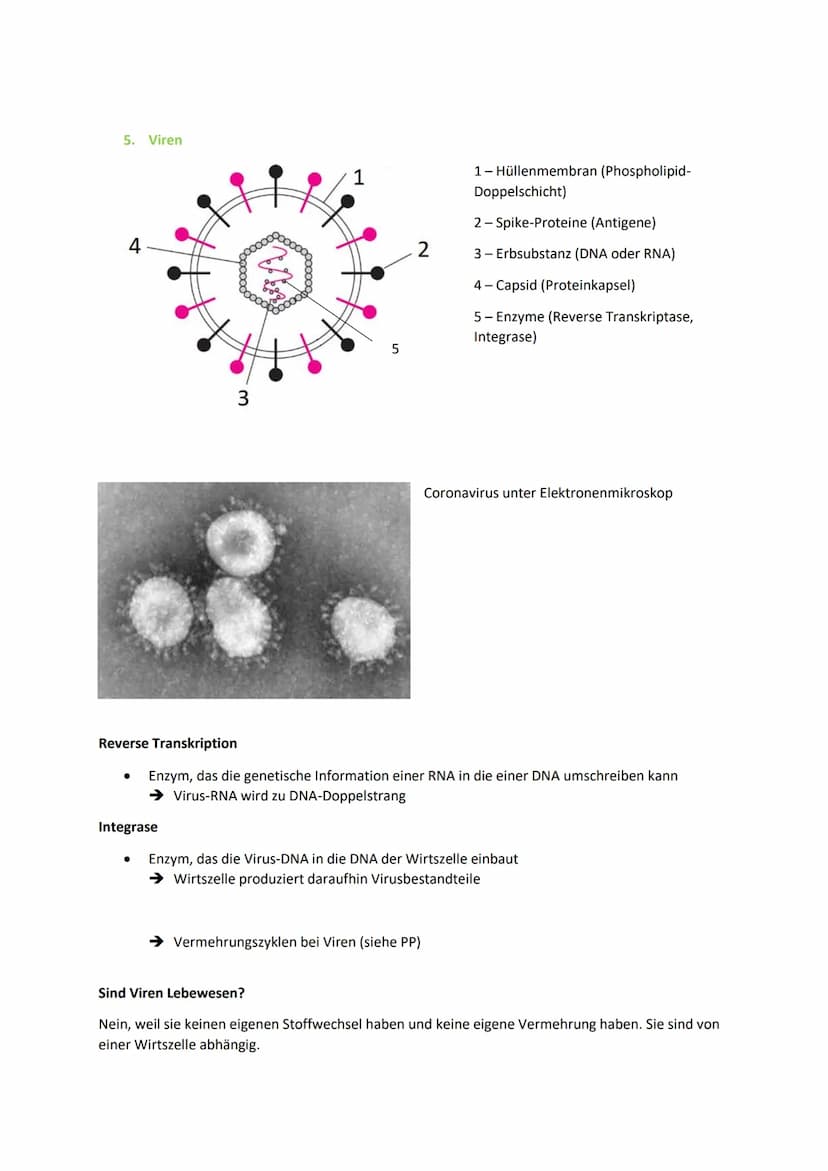 1. Infektionskrankheiten
Ansteckende Erkrankungen, die von Bakterien, Viren, Prionen, Pilzen, Würmern verursacht
werden
Zeigen typischen Ver