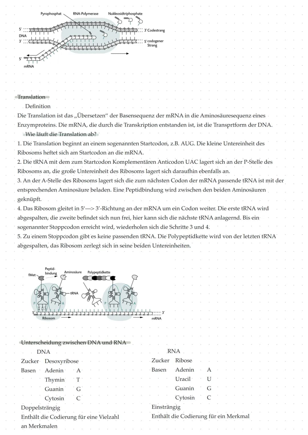 Transkription- Erklärung
Die Transkription ist das ,,Umschreiben" der DNA in ihre Transportform, die mRNA. Die Transkription ist
der erste S