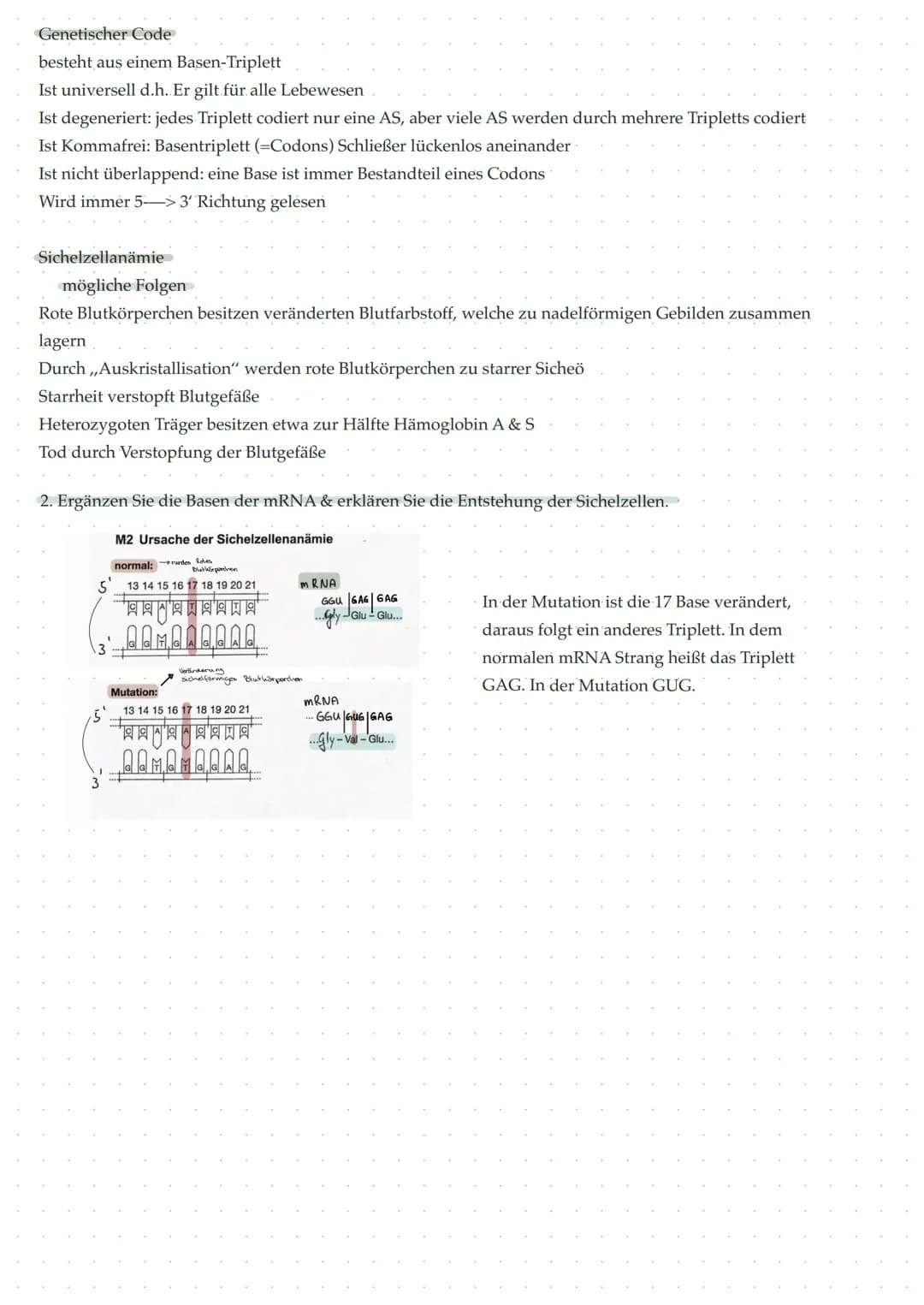 Transkription- Erklärung
Die Transkription ist das ,,Umschreiben" der DNA in ihre Transportform, die mRNA. Die Transkription ist
der erste S