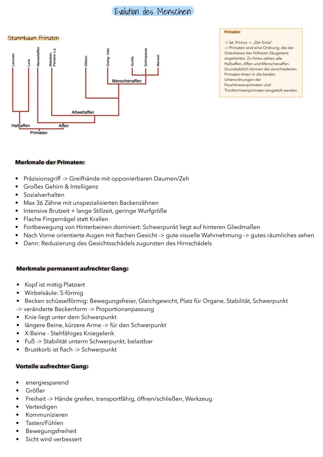 # Evolution des Menschen

Stammbaum Primaten

Lemuren
Loris
Makaken,
Paviane u.a
Gibbon
Orang- Utan
Schimpanse
Mensch

Altweltaffen

Mensche