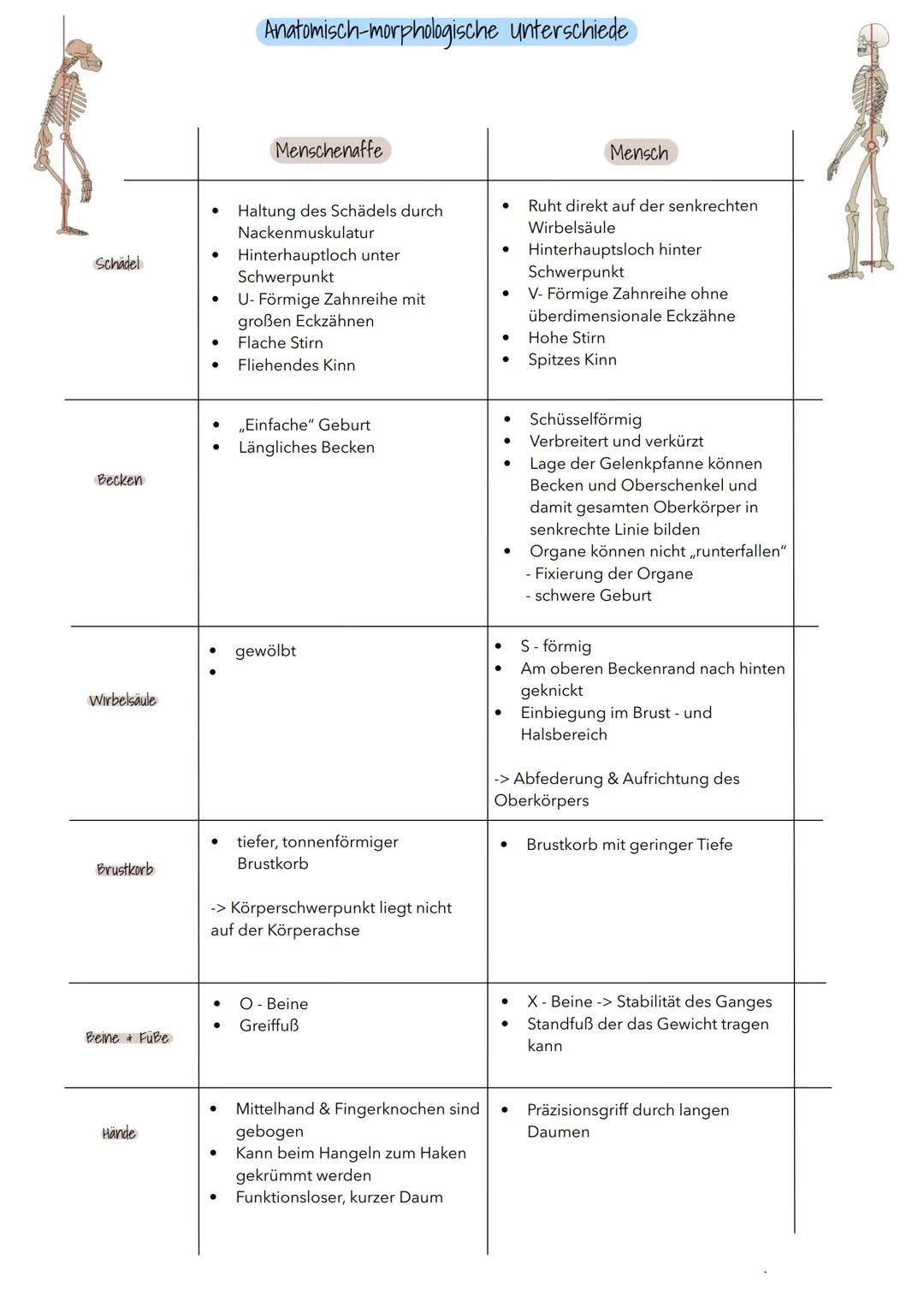 # Evolution des Menschen

Stammbaum Primaten

Lemuren
Loris
Makaken,
Paviane u.a
Gibbon
Orang- Utan
Schimpanse
Mensch

Altweltaffen

Mensche