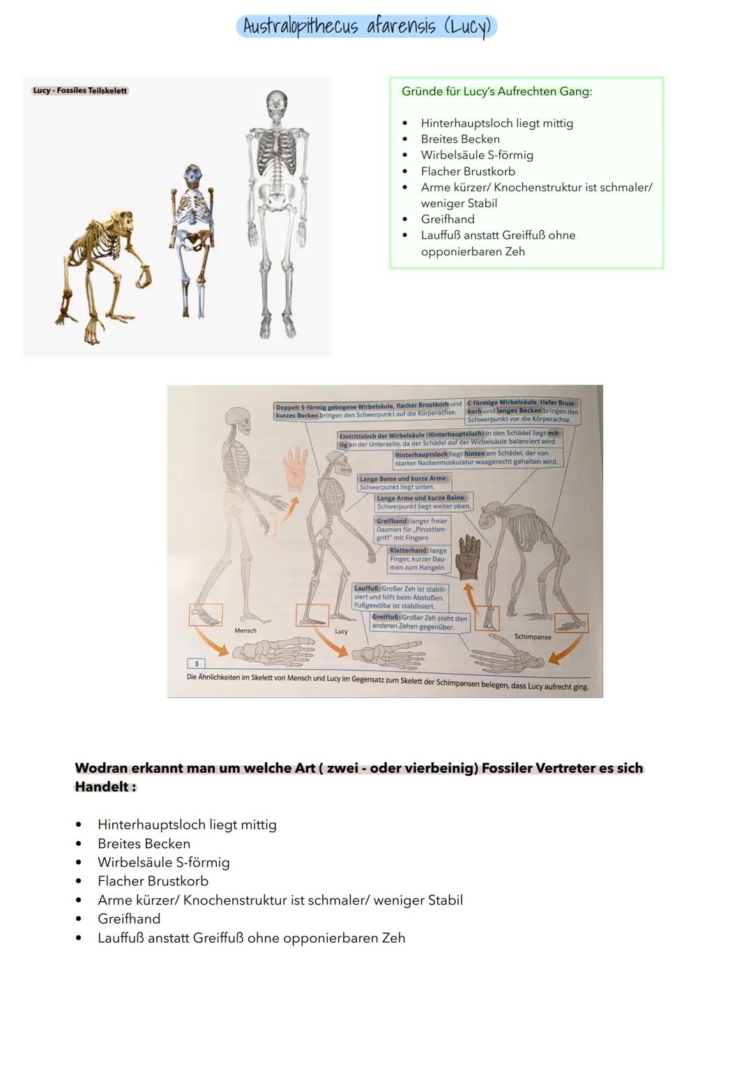 # Evolution des Menschen

Stammbaum Primaten

Lemuren
Loris
Makaken,
Paviane u.a
Gibbon
Orang- Utan
Schimpanse
Mensch

Altweltaffen

Mensche