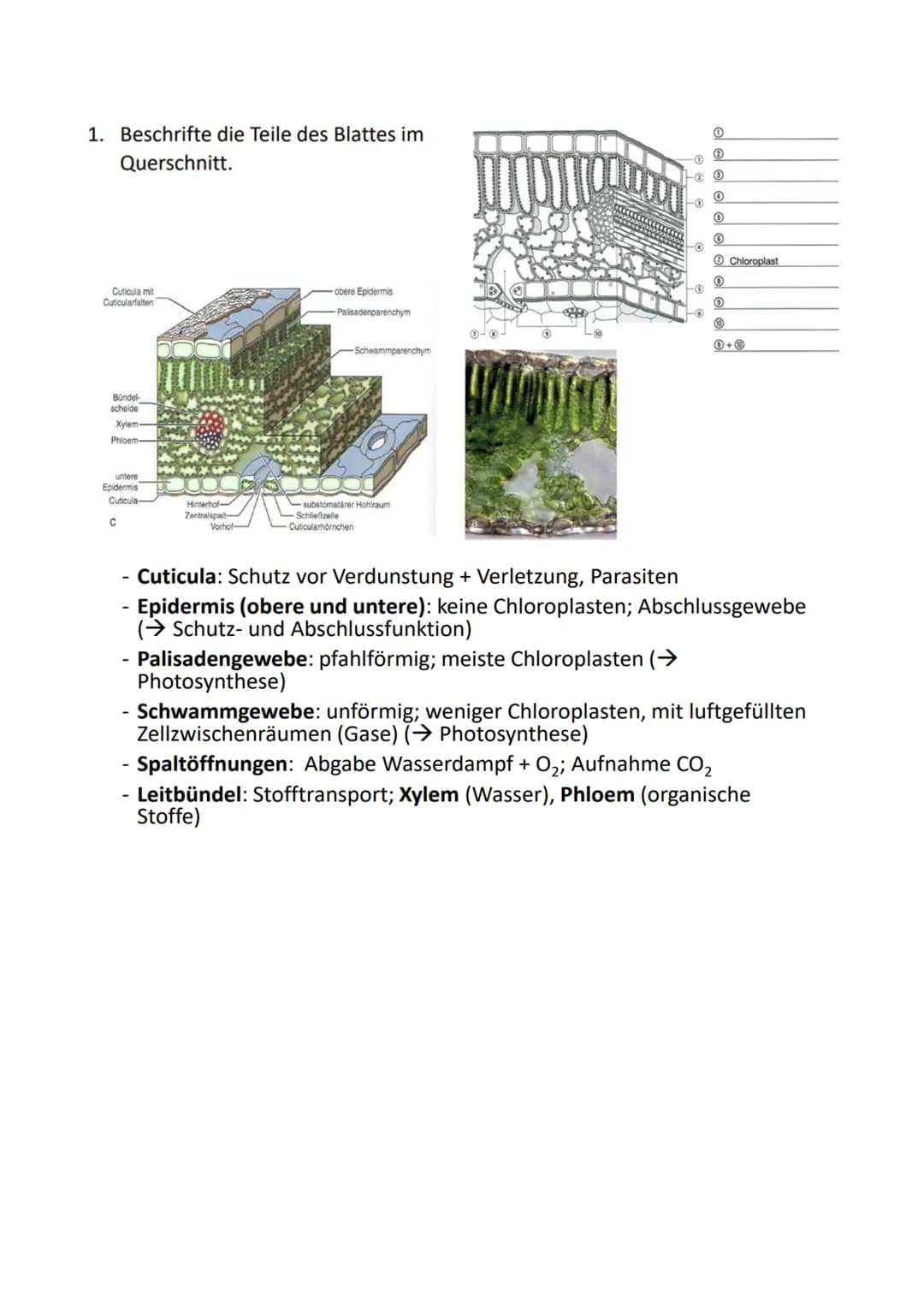 1. Beschrifte die Teile des Blattes im
Querschnitt.
Cuticula mit
Cuticularfalten
Bündel-
scheide
Xylem-
Phloem
untere
Epidermis
Cuticula-
C
