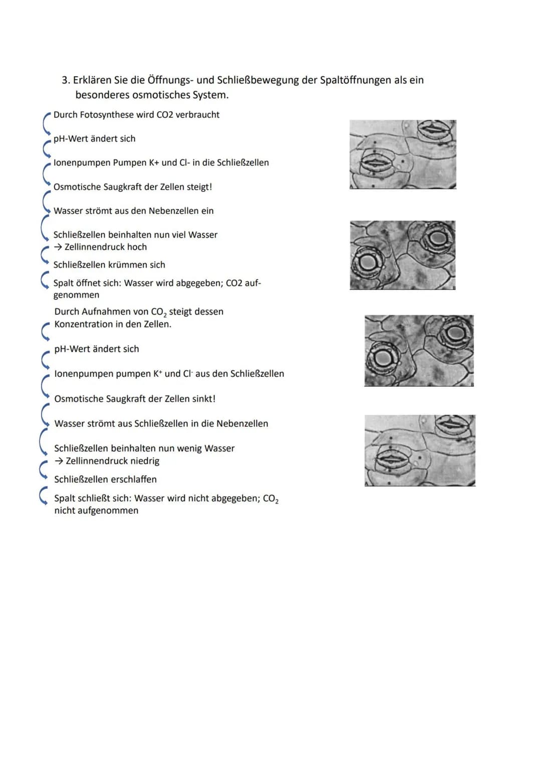 1. Beschrifte die Teile des Blattes im
Querschnitt.
Cuticula mit
Cuticularfalten
Bündel-
scheide
Xylem-
Phloem
untere
Epidermis
Cuticula-
C
