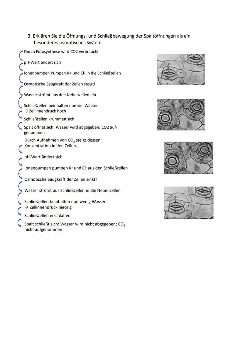 1. Beschrifte die Teile des Blattes im
Querschnitt.
Cuticula mit
Cuticularfalten
Bündel-
scheide
Xylem-
Phloem
untere
Epidermis
Cuticula-
C

