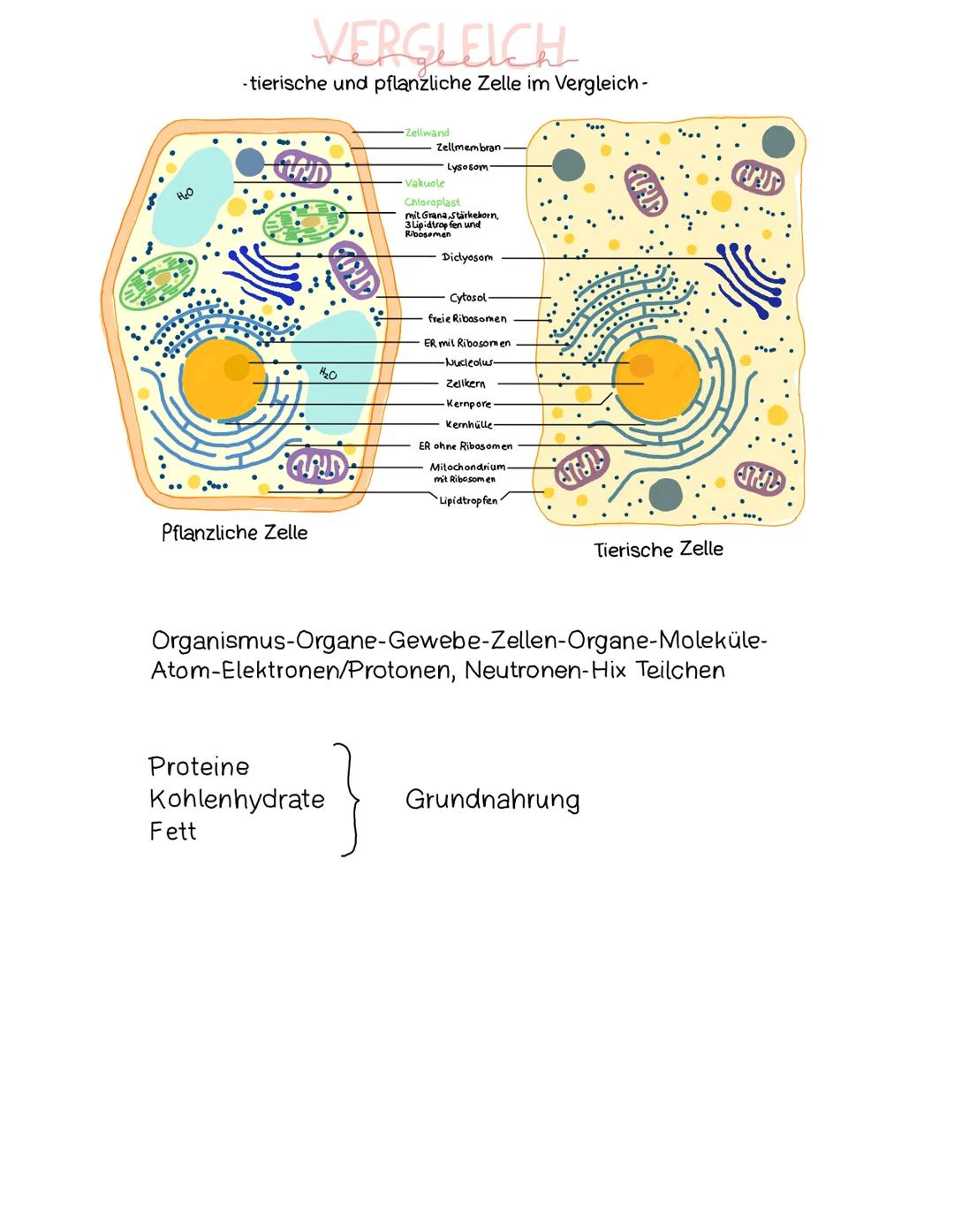 VERGLEICH
-tierische und pflanzliche Zelle im Vergleich-
D
Pflanzliche Zelle
H₂0
UND:
Fett
Zellwand
Proteine
Kohlenhydrate
Zellmembran.
Lyso