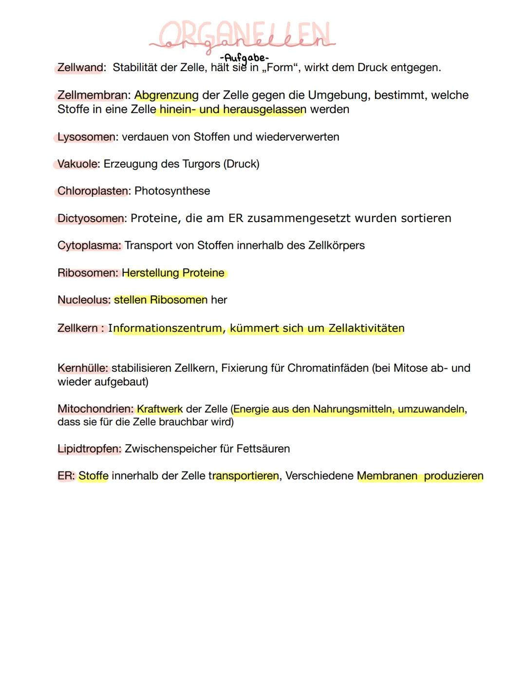 VERGLEICH
-tierische und pflanzliche Zelle im Vergleich-
D
Pflanzliche Zelle
H₂0
UND:
Fett
Zellwand
Proteine
Kohlenhydrate
Zellmembran.
Lyso