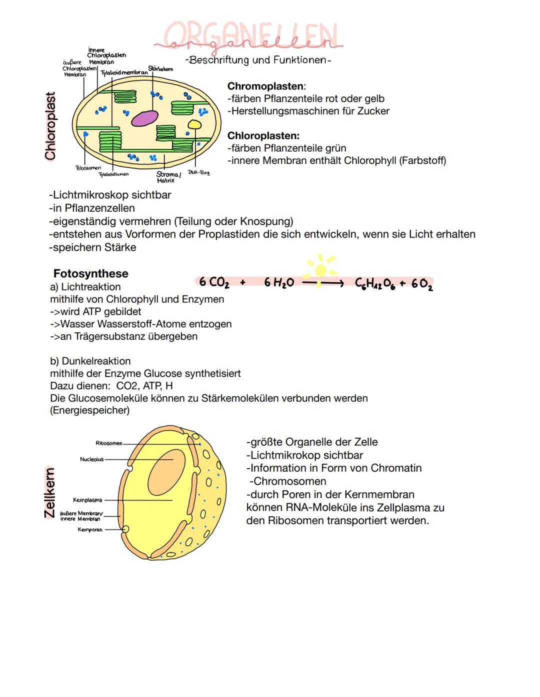 VERGLEICH
-tierische und pflanzliche Zelle im Vergleich-
D
Pflanzliche Zelle
H₂0
UND:
Fett
Zellwand
Proteine
Kohlenhydrate
Zellmembran.
Lyso