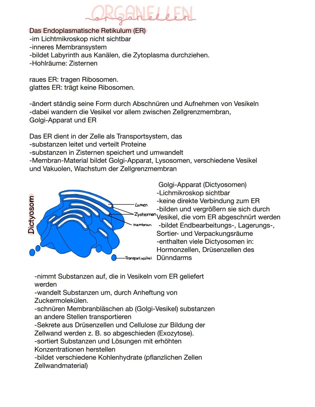 VERGLEICH
-tierische und pflanzliche Zelle im Vergleich-
D
Pflanzliche Zelle
H₂0
UND:
Fett
Zellwand
Proteine
Kohlenhydrate
Zellmembran.
Lyso