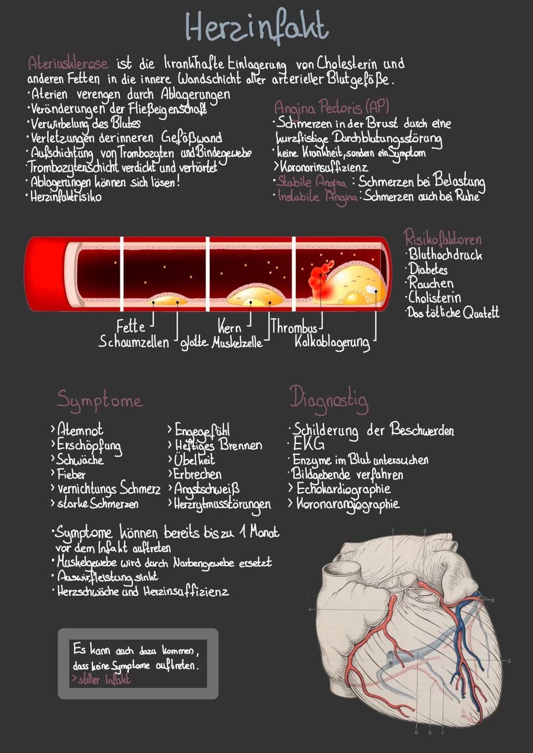 obere
Holvene
Lungen Schlagader-
Trikuspidalkluppe.
Pulmonalklappe
untere Holvene
Rechter Ventrikel
Lungen
Aterie
●
Lungen
Vene
Das Herz
Aor