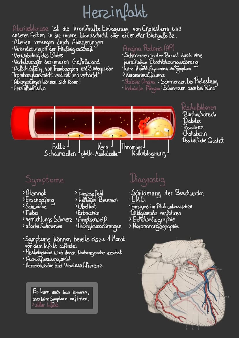 obere
Holvene
Lungen Schlagader-
Trikuspidalkluppe.
Pulmonalklappe
untere Holvene
Rechter Ventrikel
Lungen
Aterie
●
Lungen
Vene
Das Herz
Aor