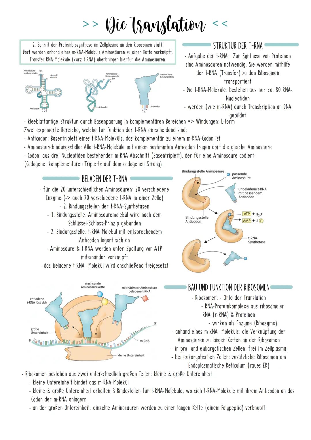 Bio Zusammenfassung Nr.2
Genetik Die DNA
*
DNA-Replikation
*
*
Mechanismus der DNA-Replikation (bitte nicht die Helicase vergessen!)
Welche 