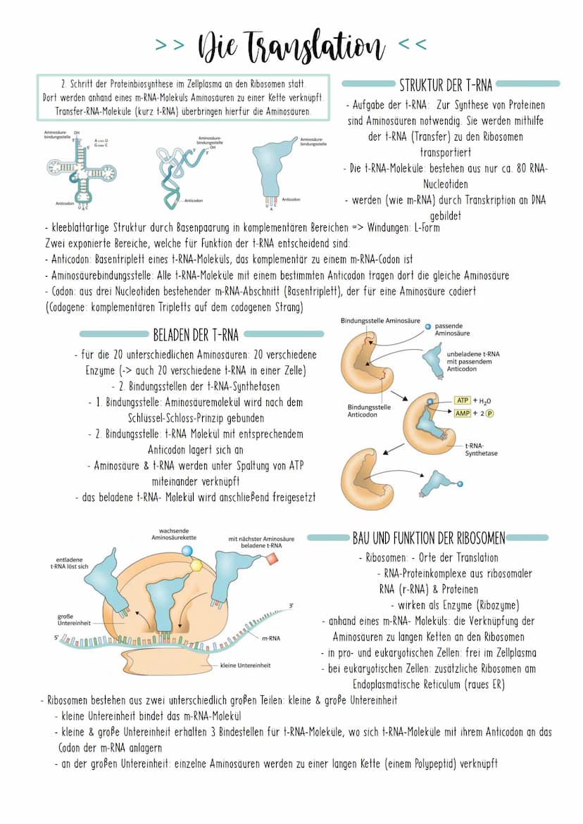 Bio Zusammenfassung Nr.2
Genetik Die DNA
*
DNA-Replikation
*
*
Mechanismus der DNA-Replikation (bitte nicht die Helicase vergessen!)
Welche 