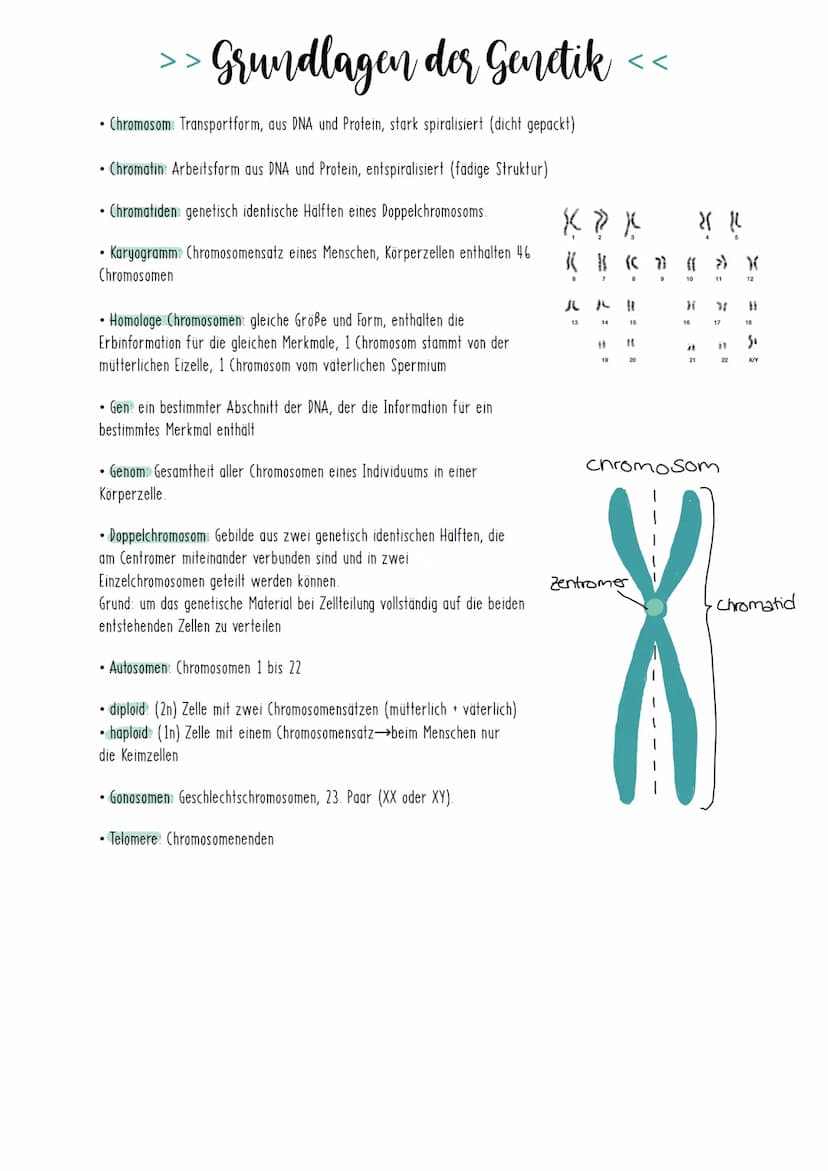 Bio Zusammenfassung Nr.2
Genetik Die DNA
*
DNA-Replikation
*
*
Mechanismus der DNA-Replikation (bitte nicht die Helicase vergessen!)
Welche 