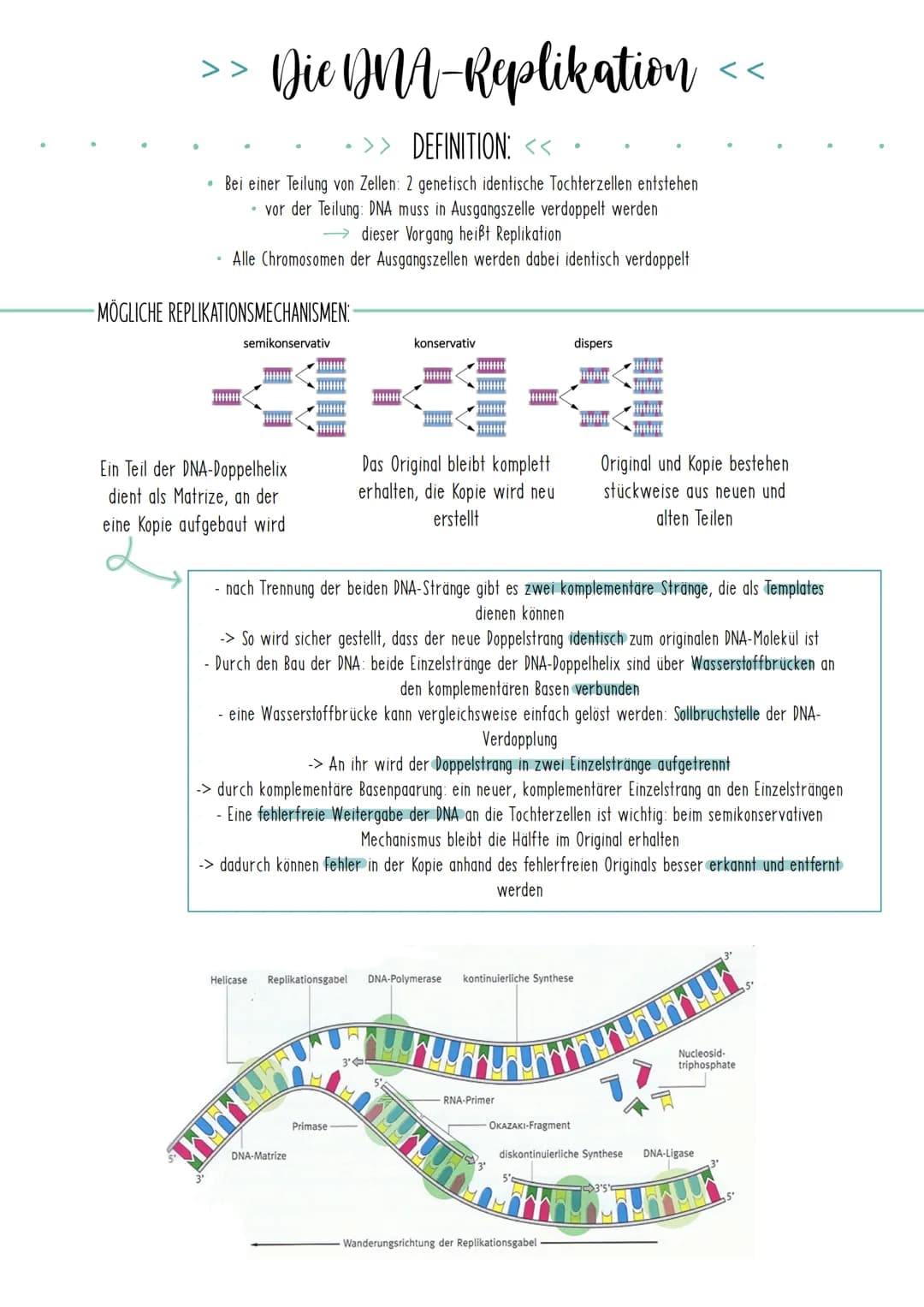 Bio Zusammenfassung Nr.2
Genetik Die DNA
*
DNA-Replikation
*
*
Mechanismus der DNA-Replikation (bitte nicht die Helicase vergessen!)
Welche 