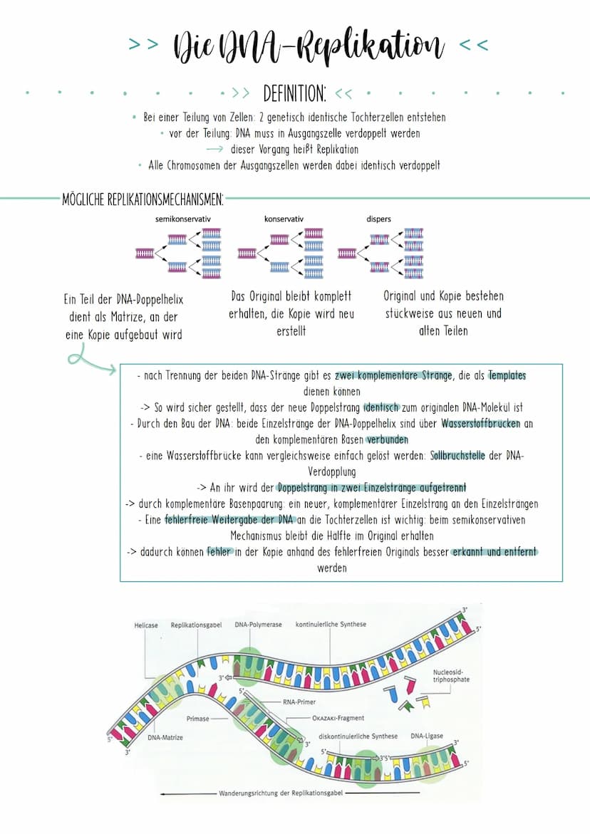 Bio Zusammenfassung Nr.2
Genetik Die DNA
*
DNA-Replikation
*
*
Mechanismus der DNA-Replikation (bitte nicht die Helicase vergessen!)
Welche 