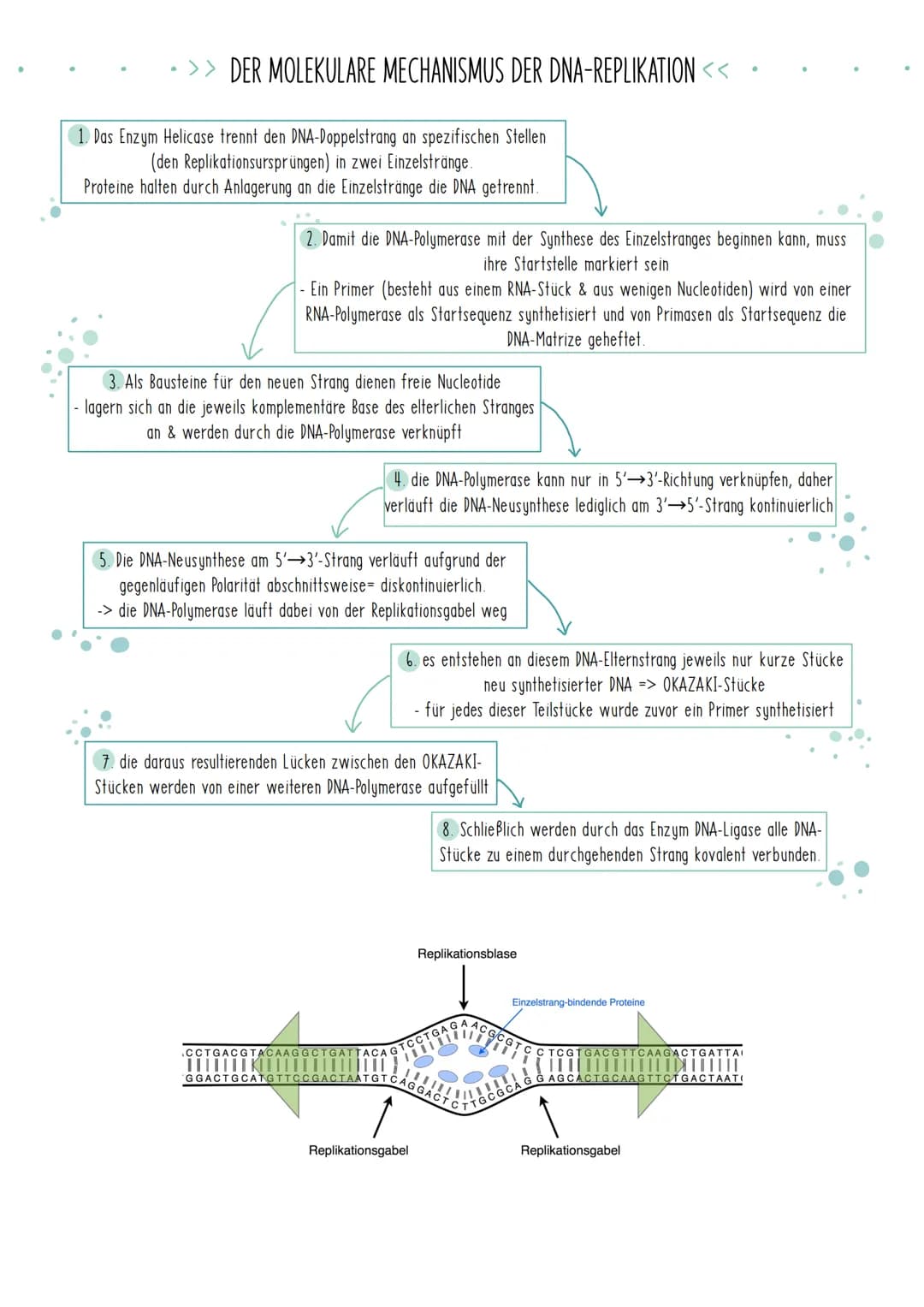 Bio Zusammenfassung Nr.2
Genetik Die DNA
*
DNA-Replikation
*
*
Mechanismus der DNA-Replikation (bitte nicht die Helicase vergessen!)
Welche 
