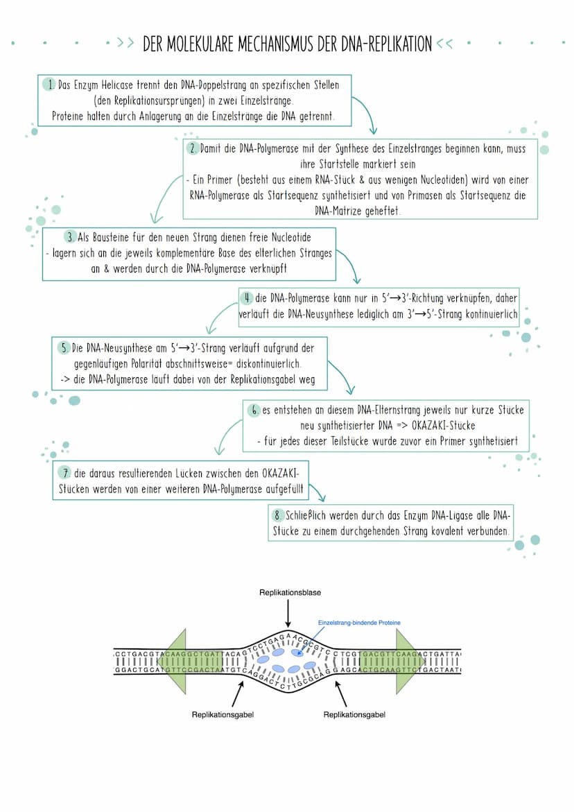 Bio Zusammenfassung Nr.2
Genetik Die DNA
*
DNA-Replikation
*
*
Mechanismus der DNA-Replikation (bitte nicht die Helicase vergessen!)
Welche 