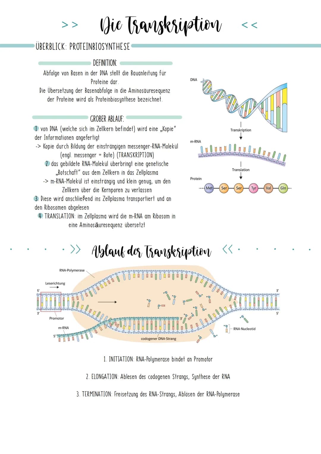 Bio Zusammenfassung Nr.2
Genetik Die DNA
*
DNA-Replikation
*
*
Mechanismus der DNA-Replikation (bitte nicht die Helicase vergessen!)
Welche 