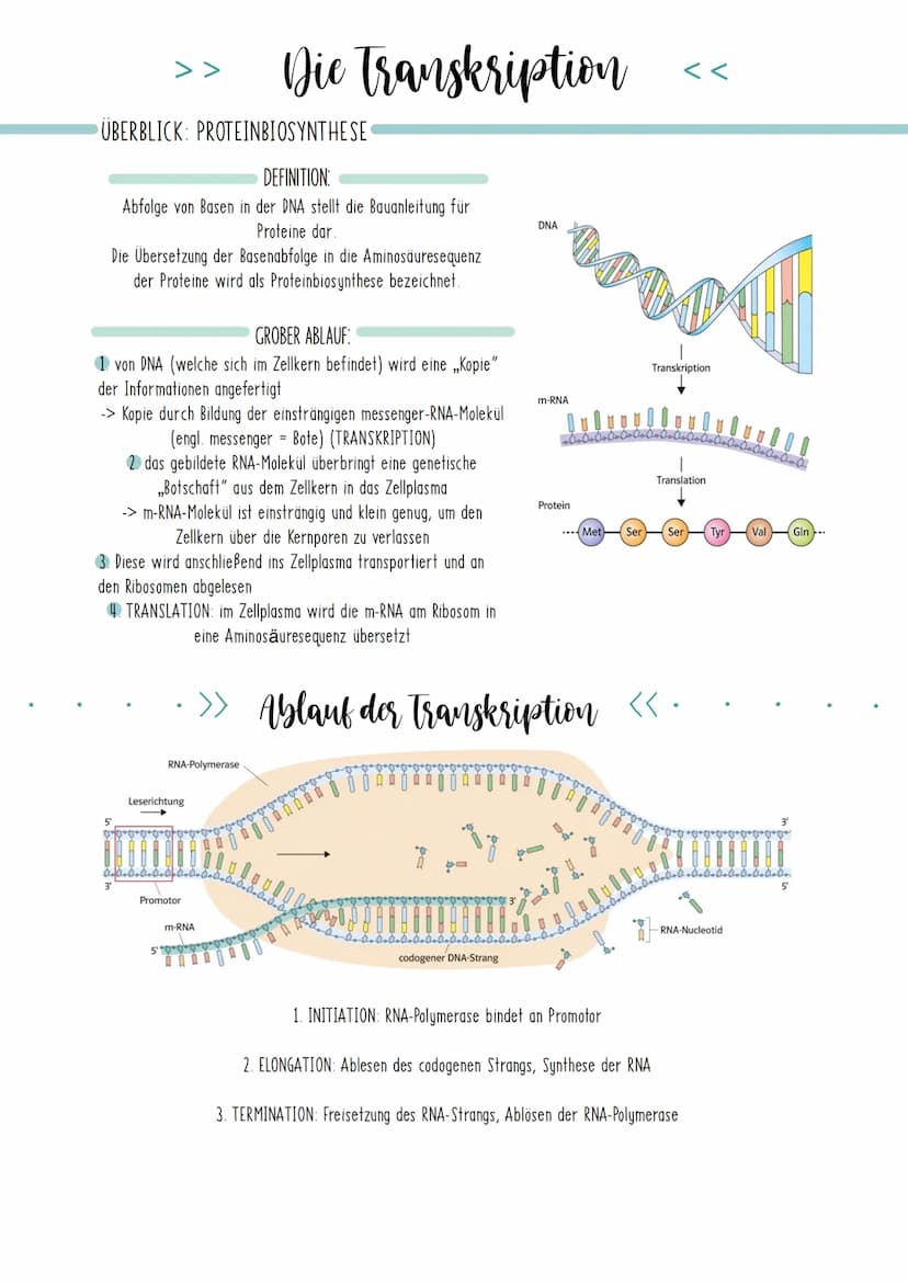 Bio Zusammenfassung Nr.2
Genetik Die DNA
*
DNA-Replikation
*
*
Mechanismus der DNA-Replikation (bitte nicht die Helicase vergessen!)
Welche 