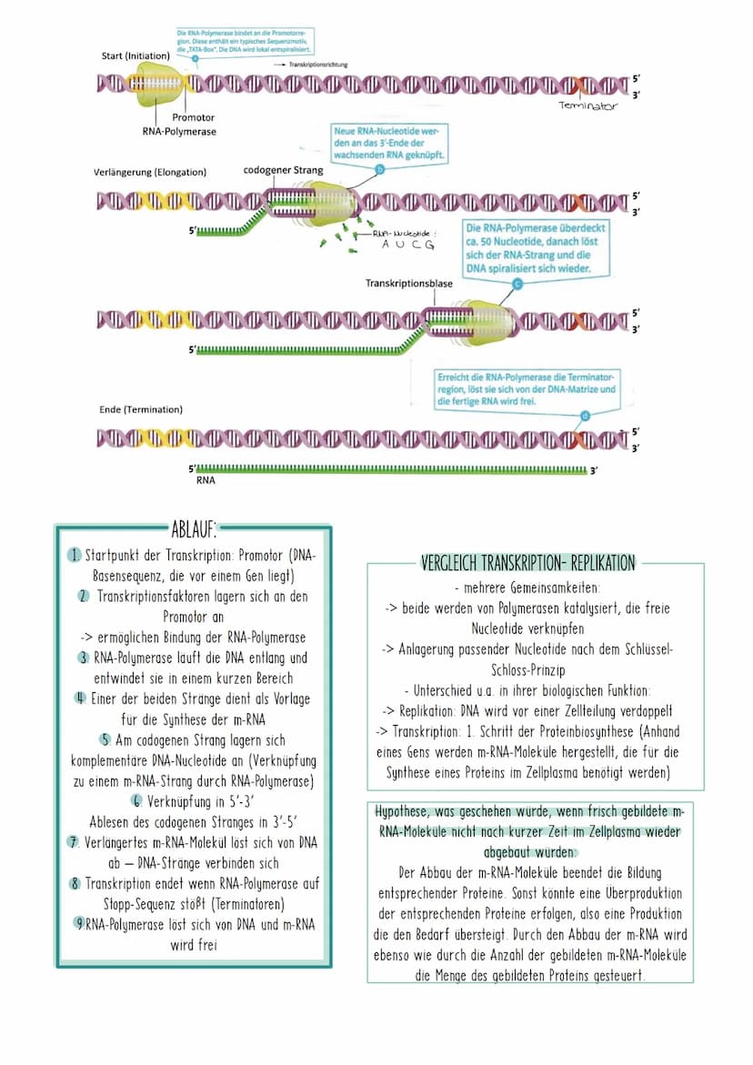 Bio Zusammenfassung Nr.2
Genetik Die DNA
*
DNA-Replikation
*
*
Mechanismus der DNA-Replikation (bitte nicht die Helicase vergessen!)
Welche 