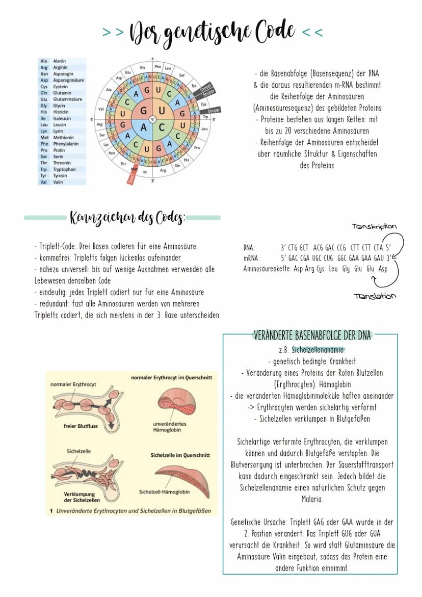 Bio Zusammenfassung Nr.2
Genetik Die DNA
*
DNA-Replikation
*
*
Mechanismus der DNA-Replikation (bitte nicht die Helicase vergessen!)
Welche 