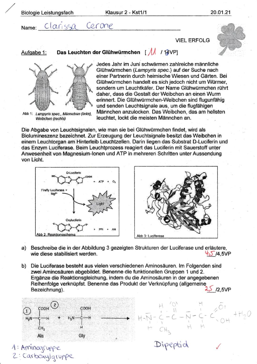 Wie leuchten Glühwürmchen? Entdecke das Geheimnis von Luciferin und mehr!