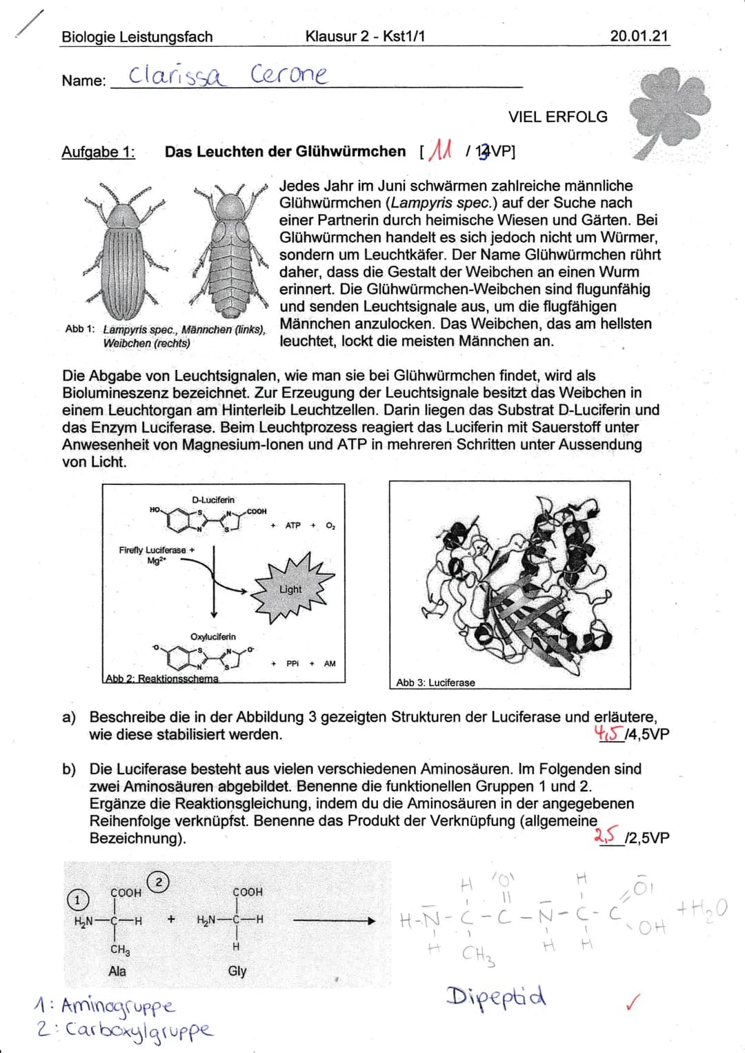 Biologie Leistungsfach
Name:
Clarissa Cerone
Aufgabe 1: Das Leuchten der Glühwürmchen [/13VP]
Jedes Jahr im Juni schwärmen zahlreiche männli