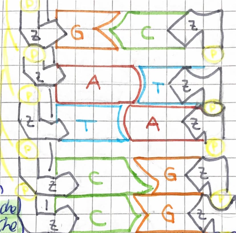Aufbau einer DUS
ONS = Desoxyribenucleinsäure
Lo langes, aweisträngiges Molekül
Lo die Zwei Stränge bestehen aus &
Phosphorsäure (P) & Desox