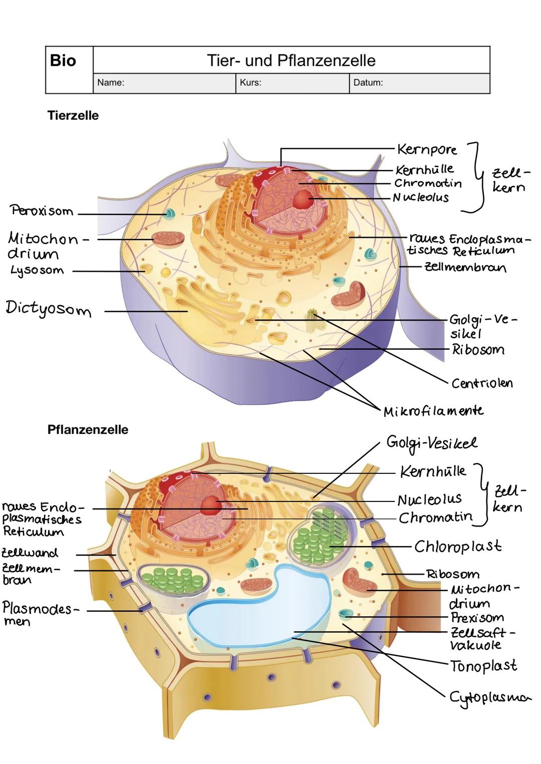 Pflanzenzelle, Tierzelle