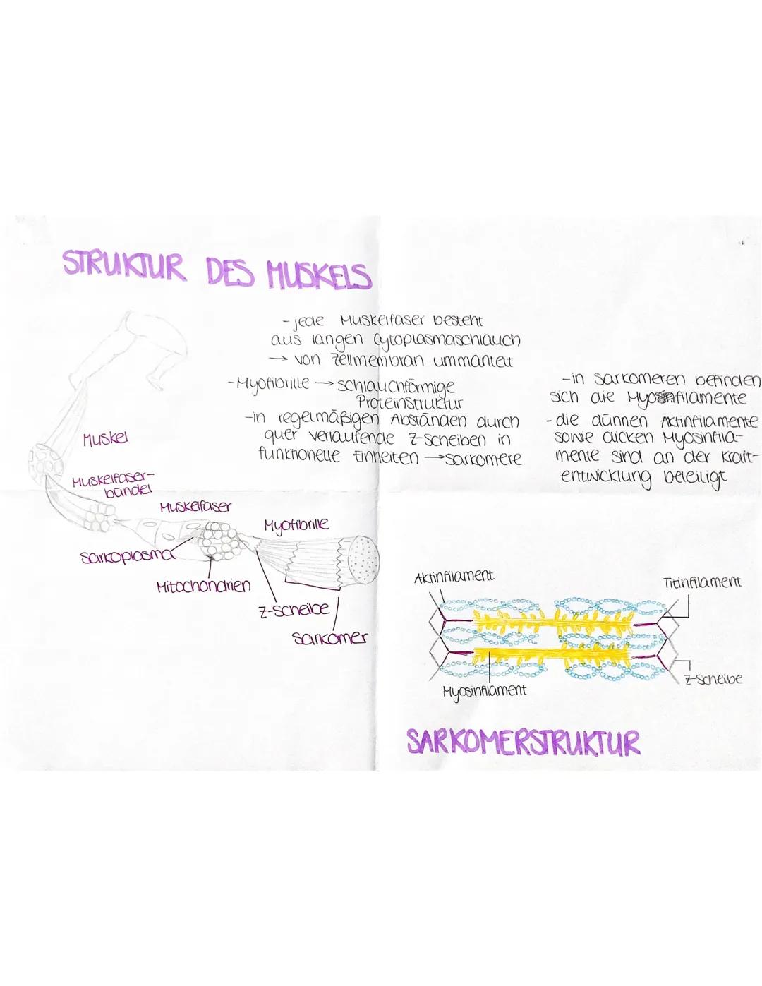 45
Querbrückenzyklus
(ATP
(6) Ruhestellung
nimmt Ca²+-lonen
Konzentration ab
·Lage des Tropomy-
Osins verandert sich
•Aktin-Masin-Bindung
is