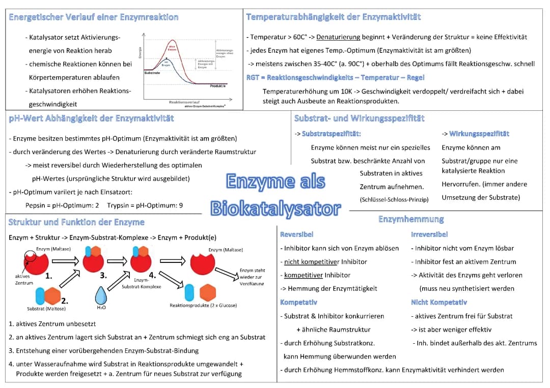 Enzyme als Biokatalysator 